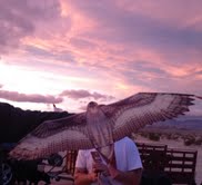 hawk close up